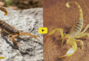 Scorpions Facts