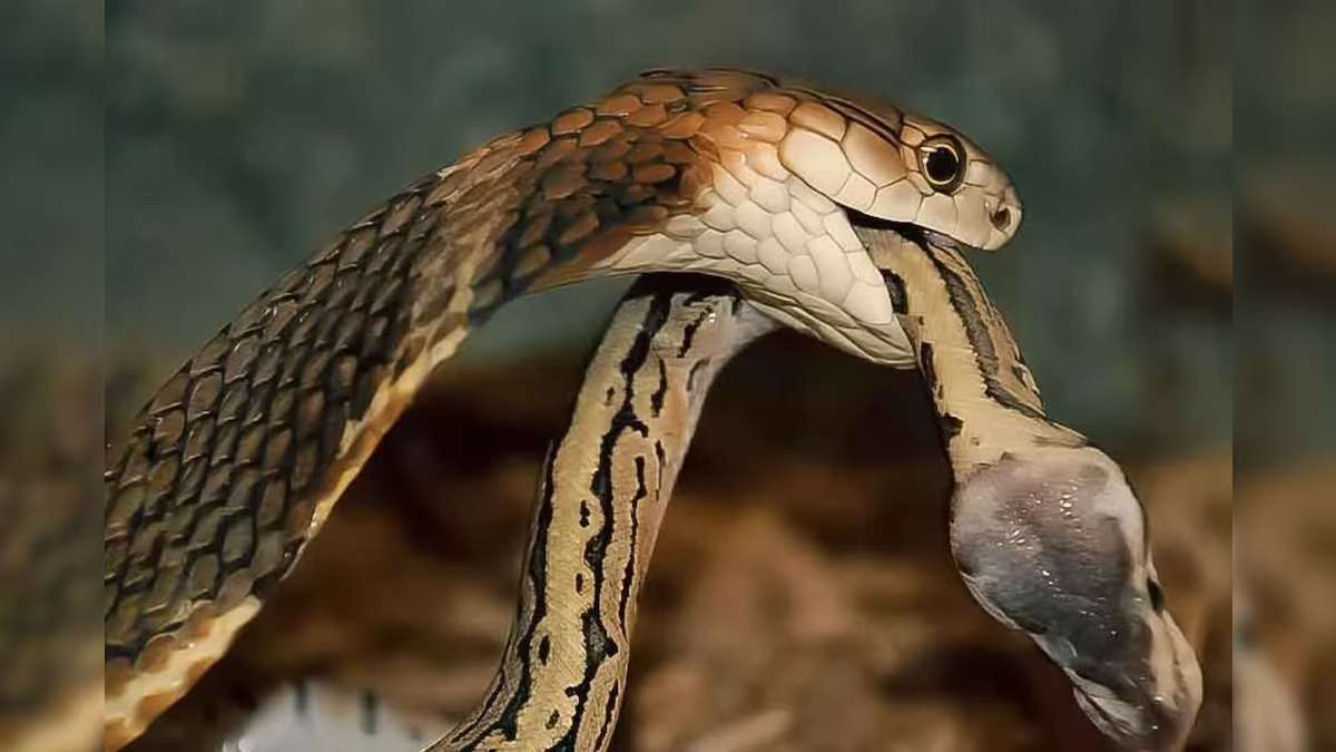 Snake Facts : जाने सांपों की उम्र होती है कितनी? क्या कोई सांप 500 साल तक भी रहता है जिंदा? जाने सांप से जुड़े फैक्ट्स