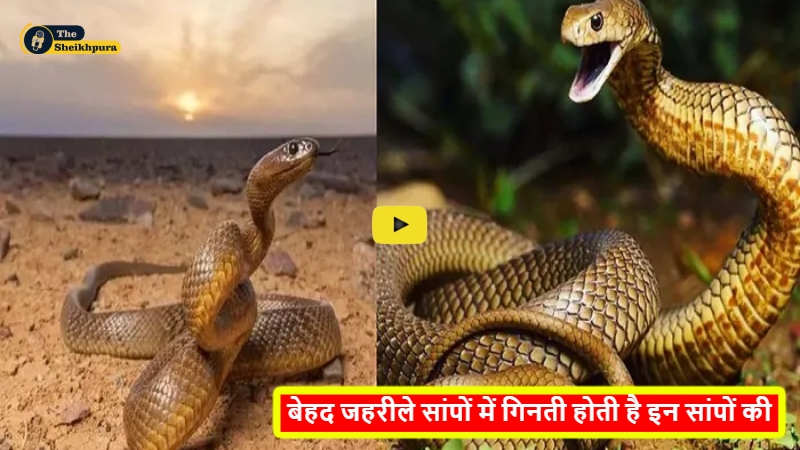 Poisonous Snakes : बेहद जहरीले सांपों में गिनती होती है इन सांपों की, केवल सोते हुए इंसानों को ही काटता है यह सांप