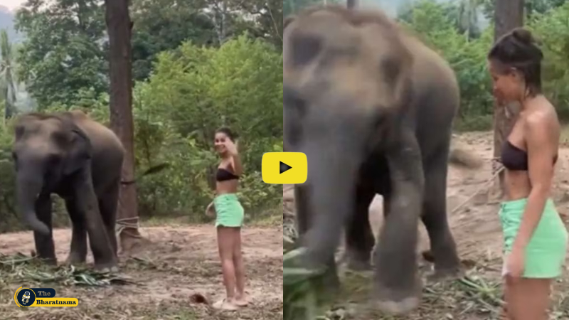 Elephant VIRAL VIDEO