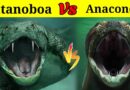 Titanoboa or Anaconda