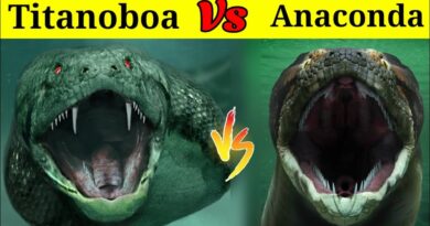 Titanoboa or Anaconda