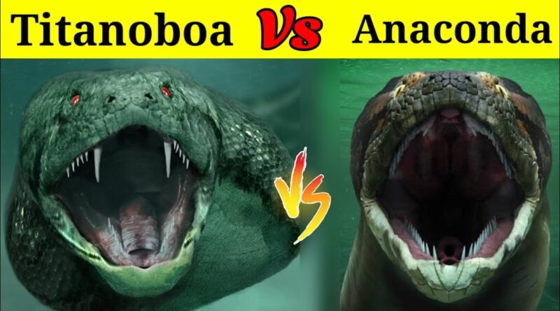 Titanoboa or Anaconda