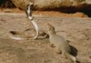 Effect of snake venom on mongoose