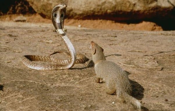 Effect of snake venom on mongoose