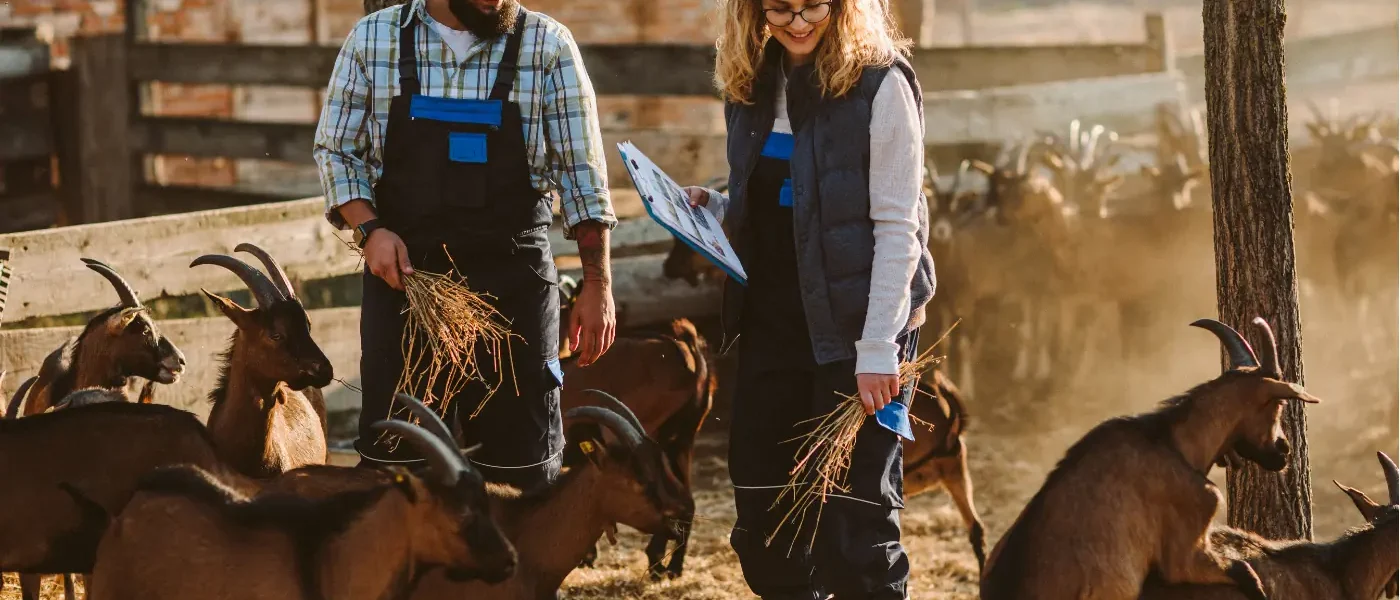 Goat Farming