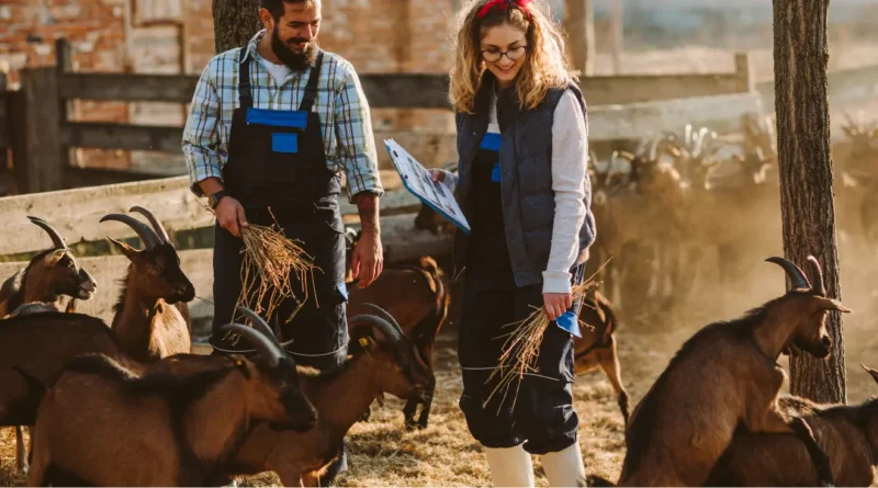 Goat Farming