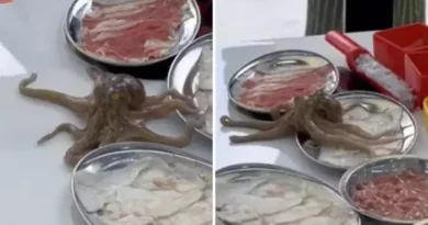 Octopus Viral Video