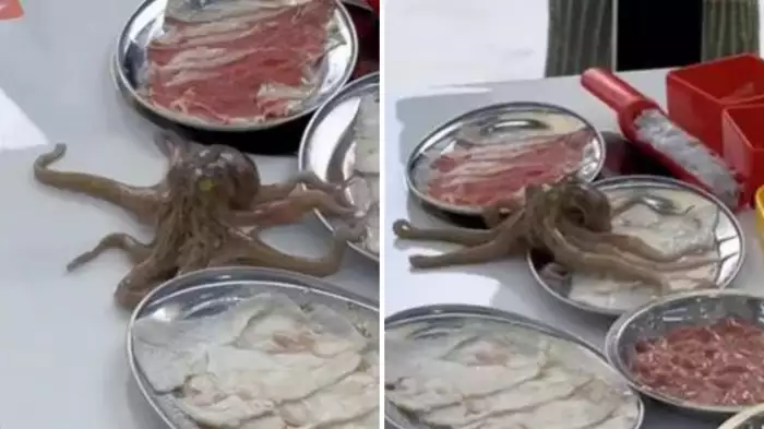 Octopus Viral Video