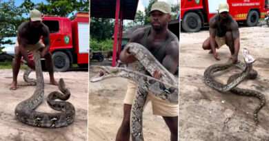 Snake Viral Video