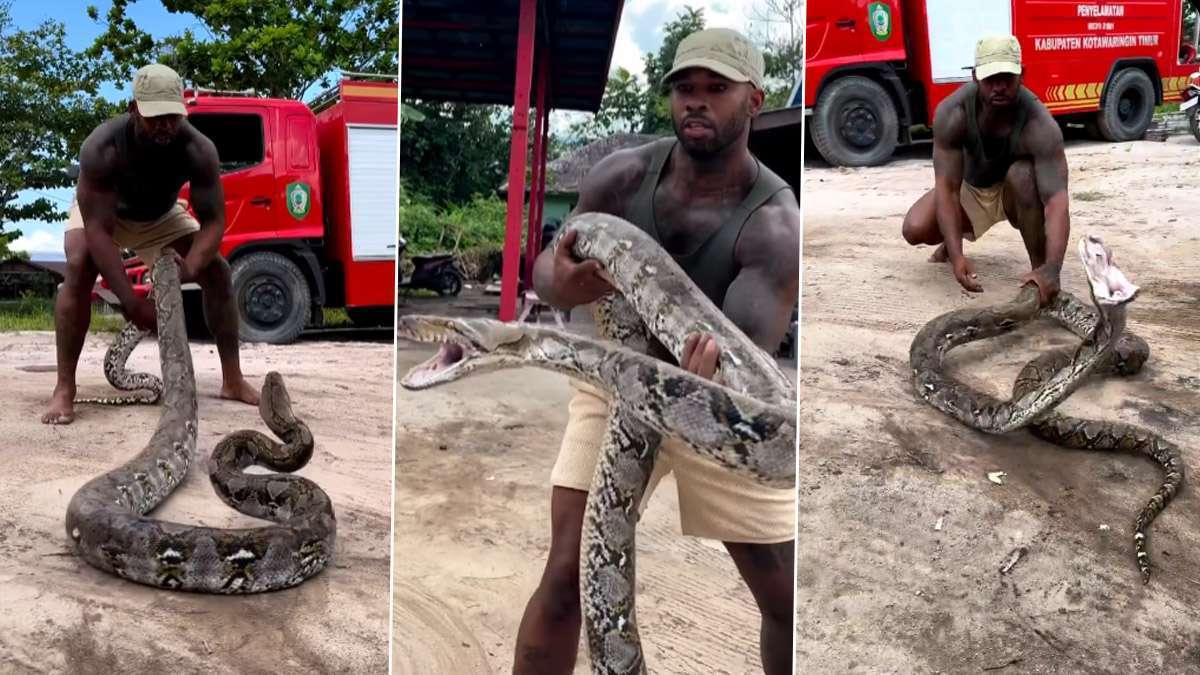 Snake Viral Video