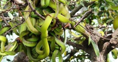 Tree That Attracts snake