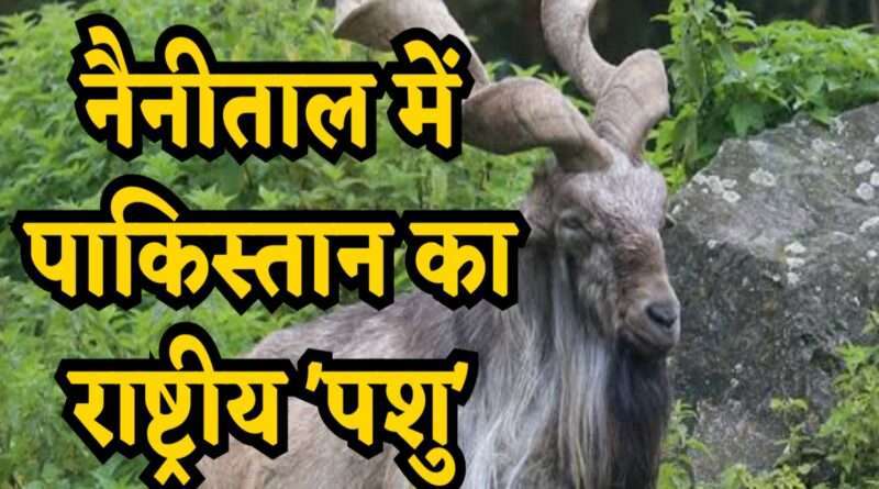 Markhor Goat