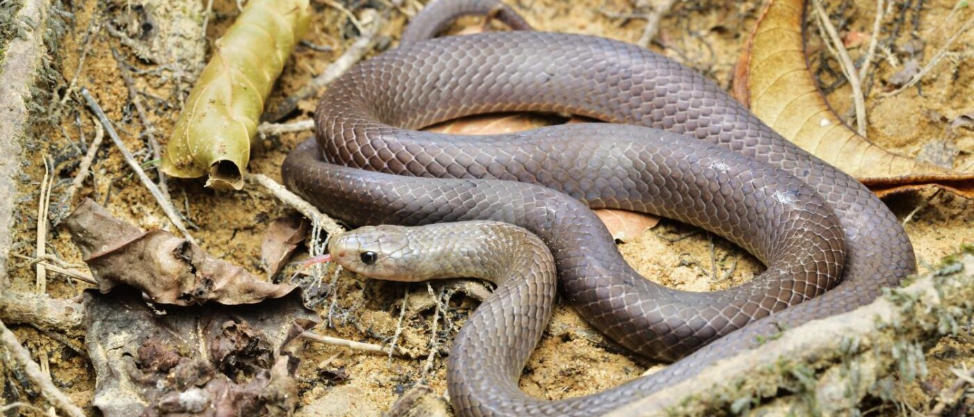 Cave Kukri Snake