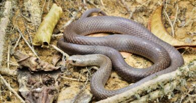 Cave Kukri Snake