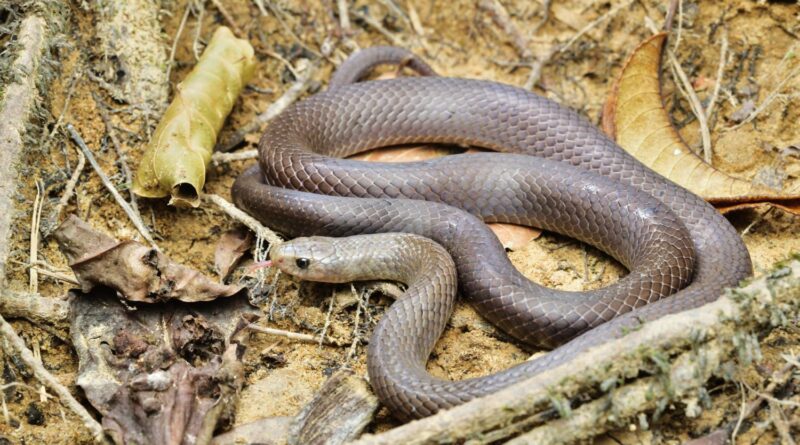 Cave Kukri Snake