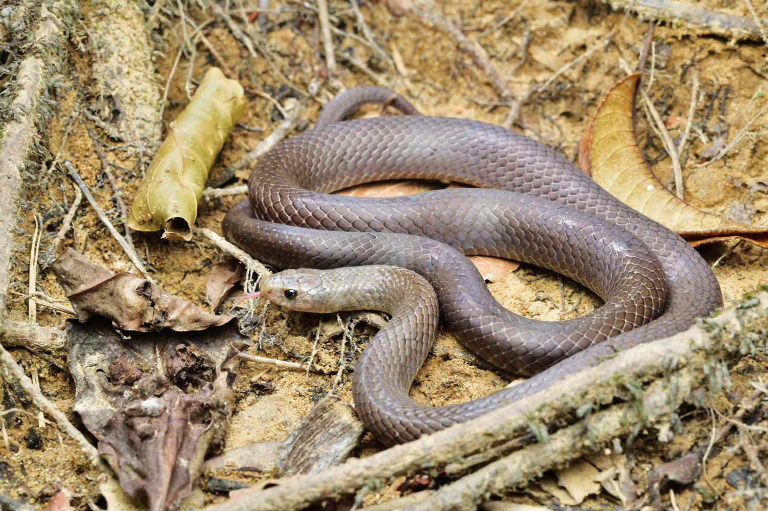 Cave Kukri Snake