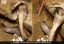 cobra snake save her eggs