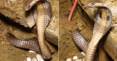 cobra snake save her eggs