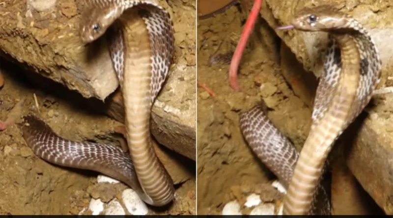 cobra snake save her eggs