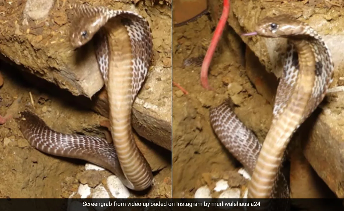 cobra snake save her eggs