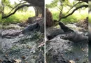 Viral Video of Crocodile