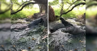 Viral Video of Crocodile