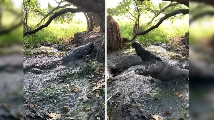 Viral Video of Crocodile