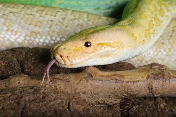 cut tongue of snake