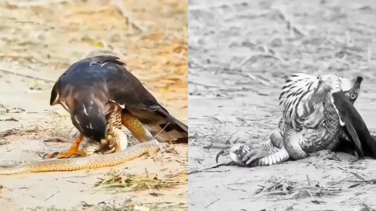 eagle snake fight video