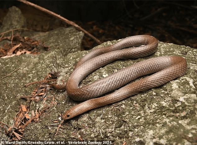 Cave Kukri Snake