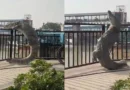 Bulandshahr Crocodile Viral Video