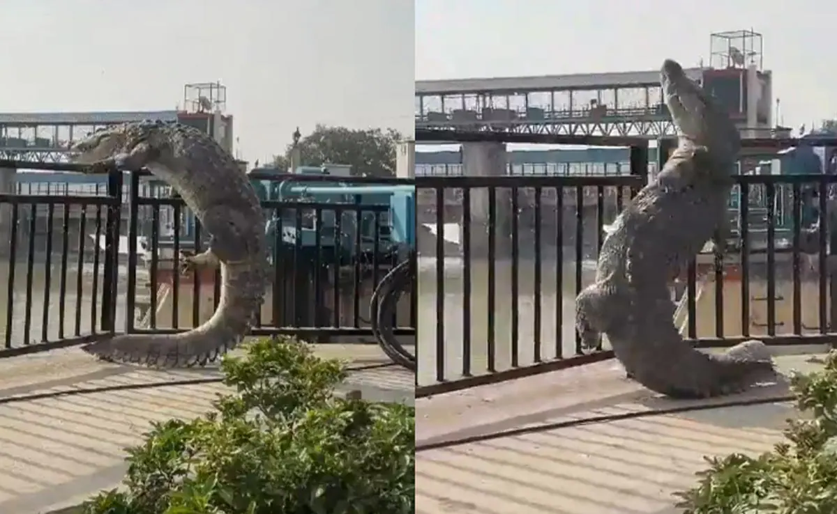 Bulandshahr Crocodile Viral Video