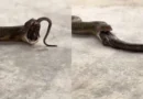 King Cobra Viral Video