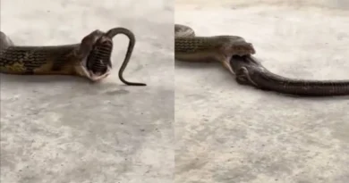 King Cobra Viral Video