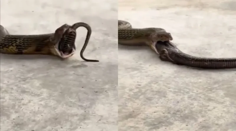 King Cobra Viral Video