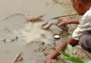 Viral Video of Snake