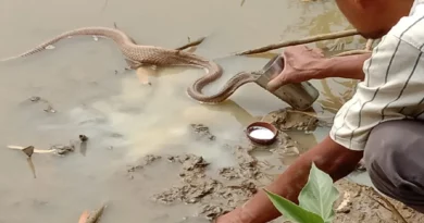 Viral Video of Snake