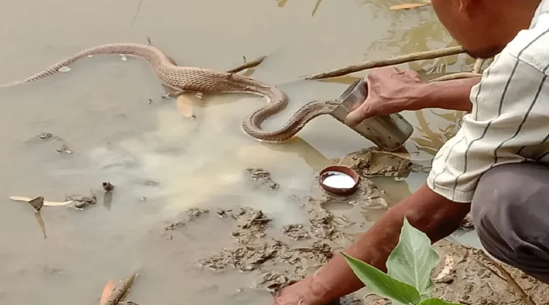 Viral Video of Snake