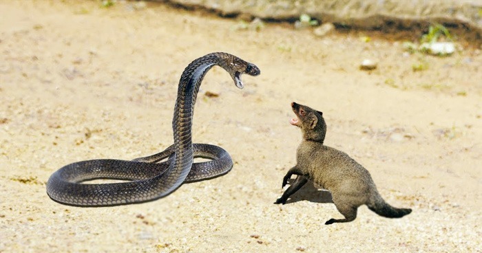 snake vs mongoose