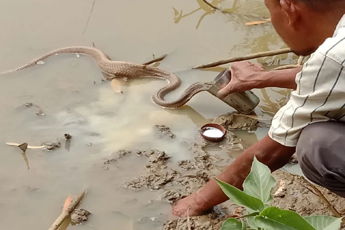 Viral Video of Snake