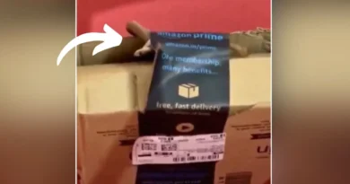 Couple Find Cobra on Parcel