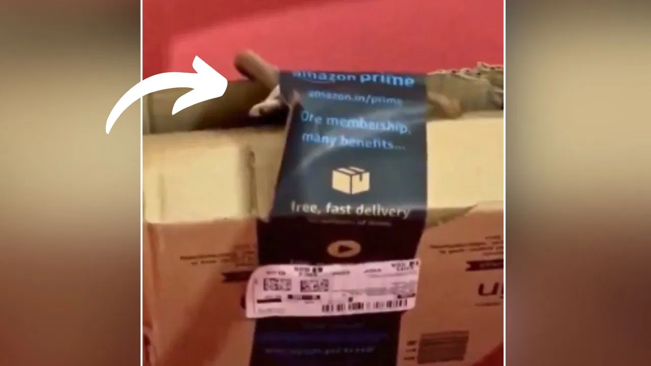 Couple Find Cobra on Parcel