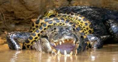 anaconda eat crocodile