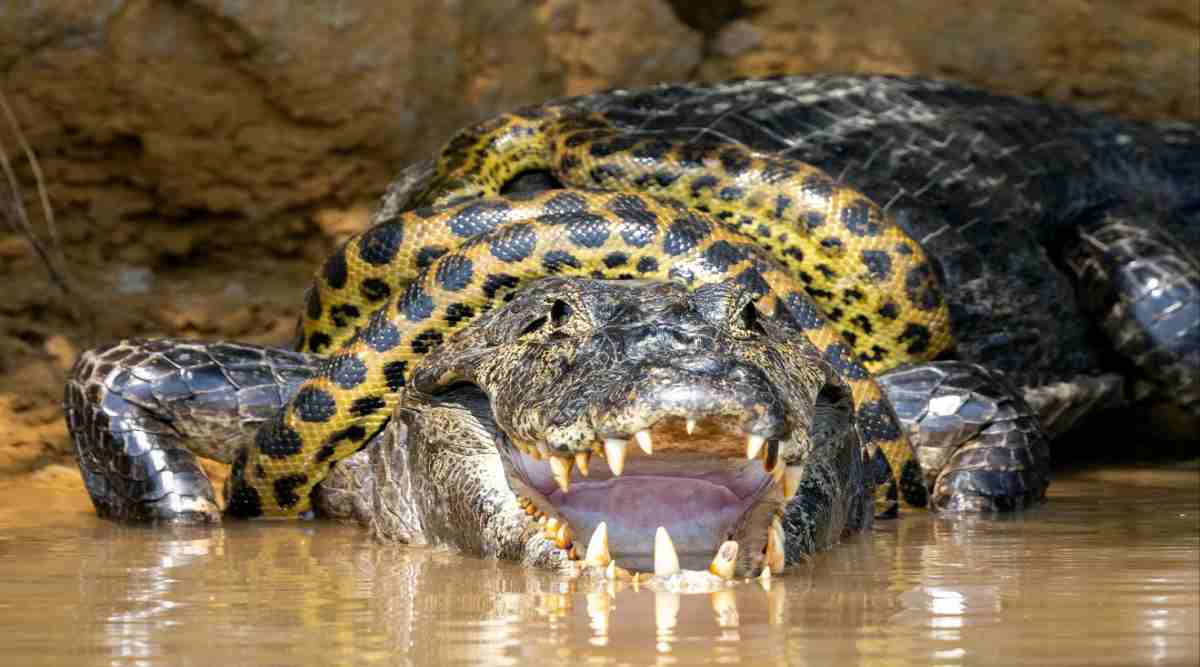 anaconda eat crocodile