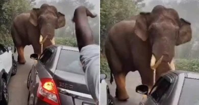 Elephant Attack Video