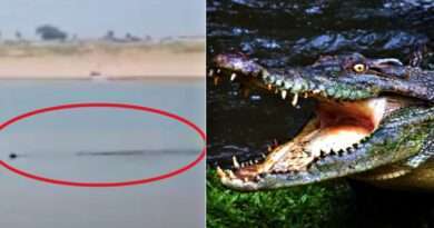 crocodile and dog in river