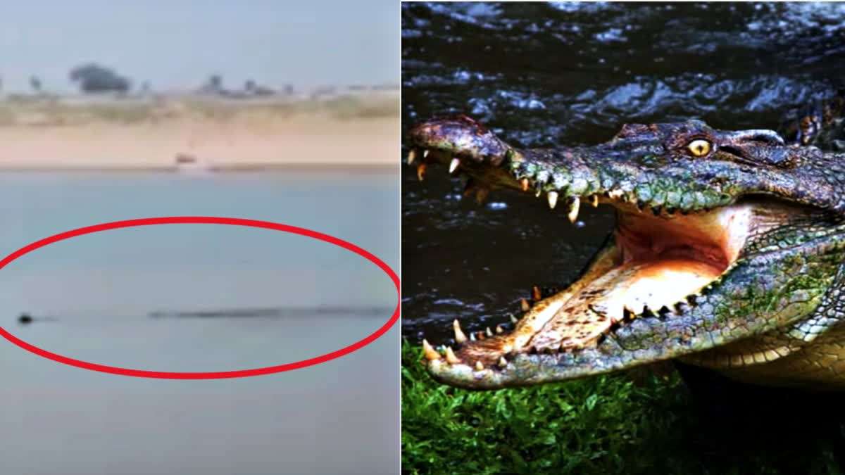 crocodile and dog in river