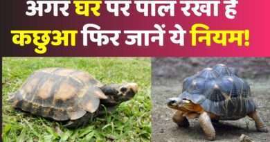 Pet Animal New Rule