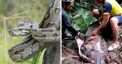 python eats women